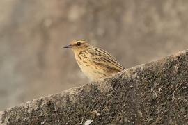 Świergotek samotny - Nilgiri Pipit