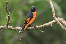 Purpurek ognisty - Flame Minivet