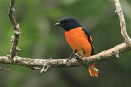 Purpurek ognisty - Flame Minivet