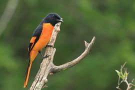 Purpurek ognisty - Flame Minivet