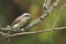 Kruczodzierzb mały - Common Woodshrike