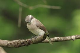 Kruczodzierzb mały - Common Woodshrike