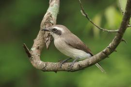 Kruczodzierzb mały - Common Woodshrike