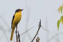 Purpurek ognisty - Flame Minivet