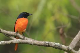 Purpurek ognisty - Flame Minivet