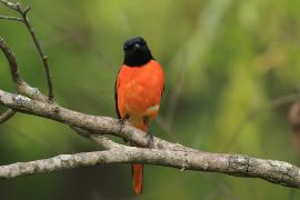 Purpurek ognisty - Flame Minivet