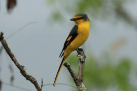 Purpurek ognisty - Flame Minivet