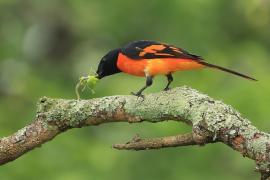 Purpurek ognisty - Flame Minivet