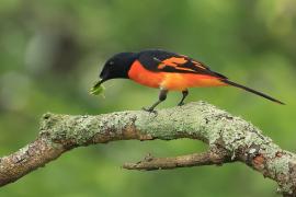 Purpurek ognisty - Flame Minivet