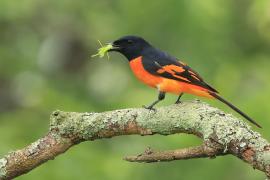 Purpurek ognisty - Flame Minivet