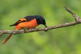 Purpurek ognisty - Flame Minivet