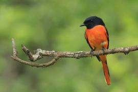 Purpurek ognisty - Flame Minivet