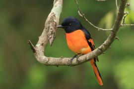 Purpurek ognisty - Flame Minivet