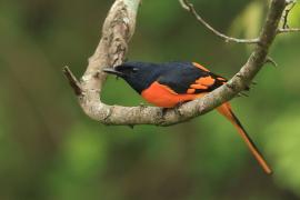 Purpurek ognisty - Flame Minivet