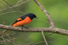 Purpurek ognisty - Flame Minivet