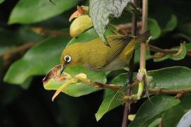 Dżunglotymal żółtodzioby - Yellow-billed Babbler