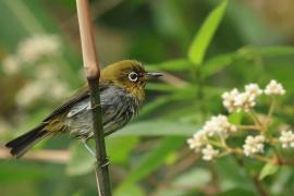 Szlarnik indyjski - Indian White-eye