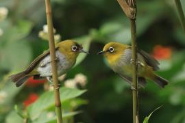 Szlarnik indyjski - Indian White-eye