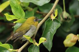 Dżunglotymal żółtodzioby - Yellow-billed Babbler