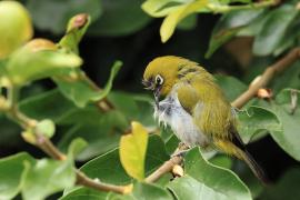 Dżunglotymal żółtodzioby - Yellow-billed Babbler