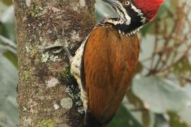 Sułtan złotogrzbiety - Greater flameback