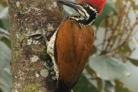 Sułtan złotogrzbiety - Greater flameback