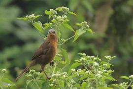 Tymal rudogrzbiety - Argya subrufa - Rufous Babbler