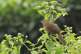 Tymal rudogrzbiety - Argya subrufa - Rufous Babbler