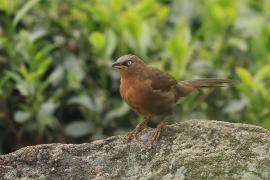 Tymal rudogrzbiety - Argya subrufa - Rufous Babbler