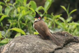 Bilbil zbroczony - Red-whiskered Bulbul