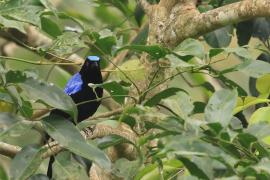 Turkuśnik indyjski - Asian Fairy-bluebird