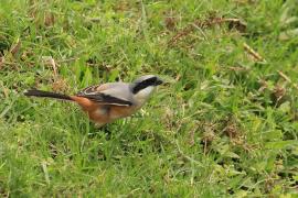 Dzierzba zmienna - Long-tailed Shrike