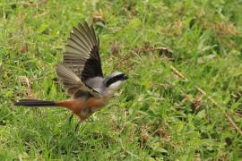 Dzierzba zmienna - Long-tailed Shrike