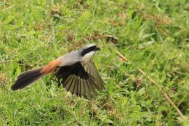 Dzierzba zmienna - Long-tailed Shrike