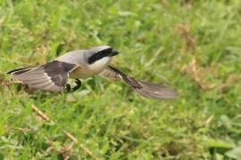 Dzierzba zmienna - Long-tailed Shrike