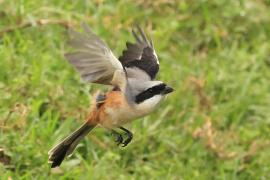 Dzierzba zmienna - Long-tailed Shrike