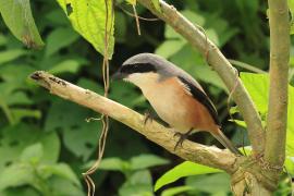 Dzierzba zmienna - Long-tailed Shrike