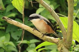 Dzierzba zmienna - Long-tailed Shrike