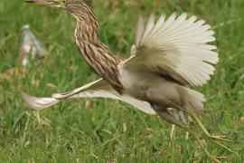 Czapla siodłata - Indian Pond-Heron