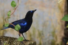 Gwizdokos malabarski - Malabar Whistling-Thrush