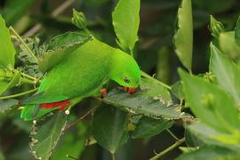 Zwisogłówka wiosenna - Vernal Hanging-Parrot