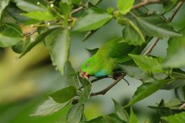 Zwisogłówka wiosenna - Vernal Hanging-Parrot