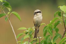 Dzierzba zmienna - Long-tailed Shrike