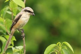 Dzierzba zmienna - Long-tailed Shrike