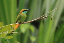 Żołna wschodnia - Green Bee-eater