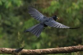 Dziwogon rajski - Greater Racket-tailed Drongo