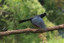 Dziwogon rajski - Greater Racket-tailed Drongo