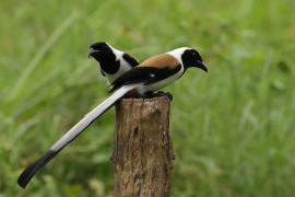 Srokówka białobrzucha - White-bellied Treepie