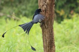 Dziwogon rajski - Greater Racket-tailed Drongo