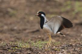 Czajka indyjska - Red-wattled Lapwing